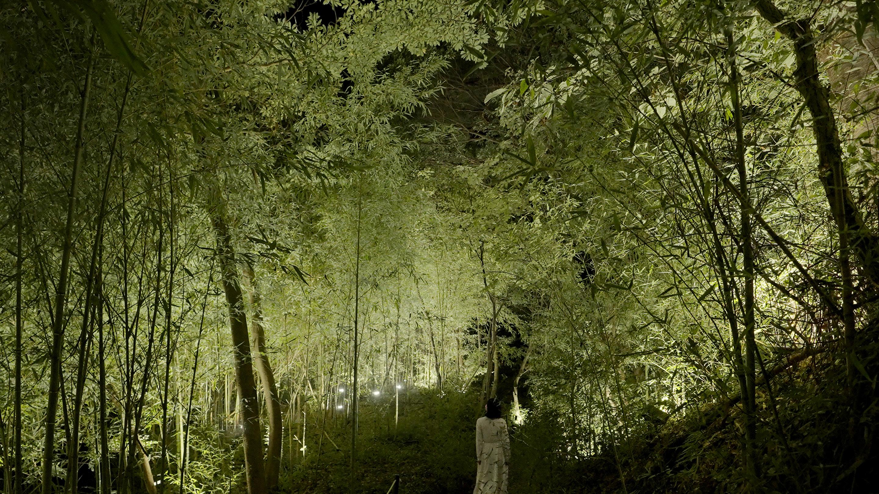 Bamboo Forest of the Secret Valley | teamLab