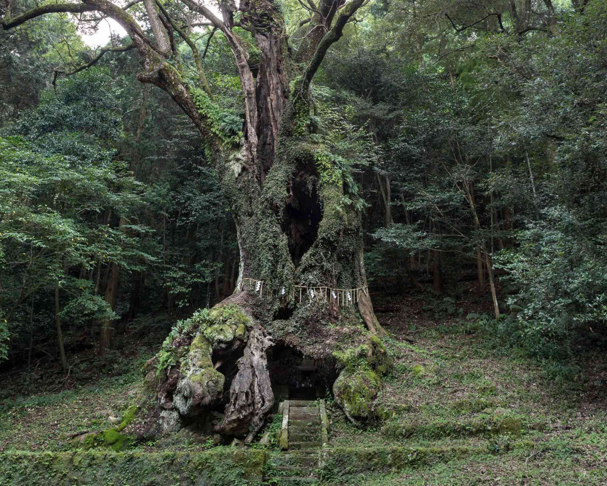 関連画像