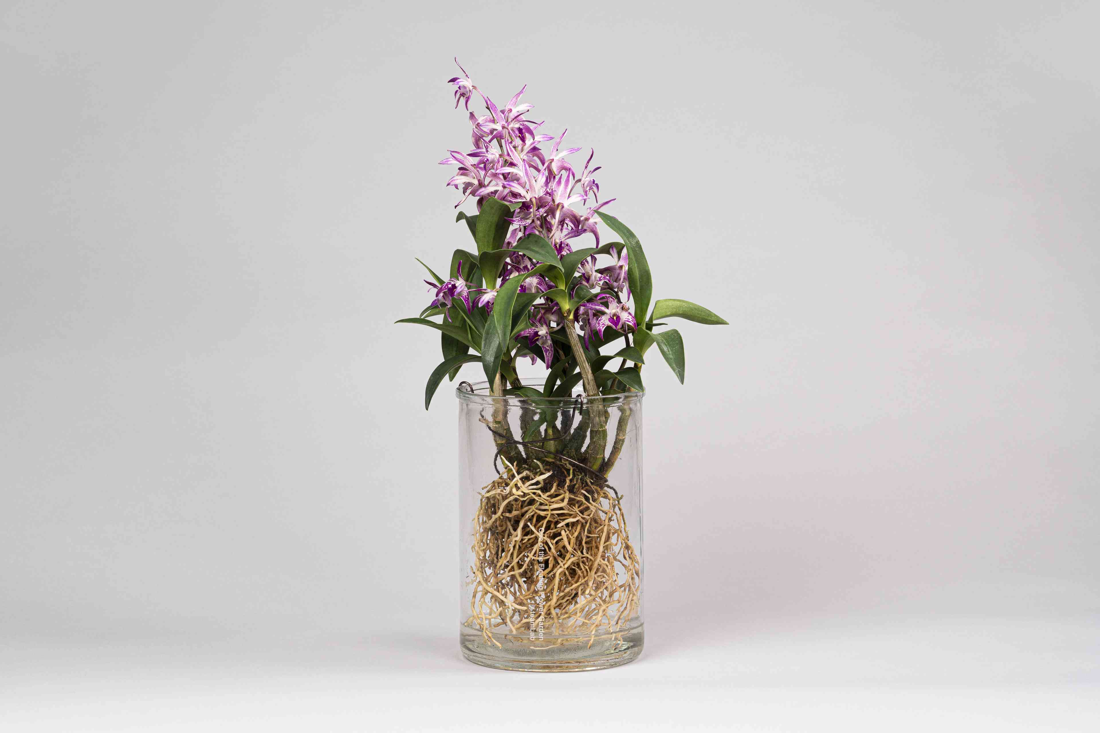 One of the Floating Flower Garden - Glass | teamLab / チームラボ